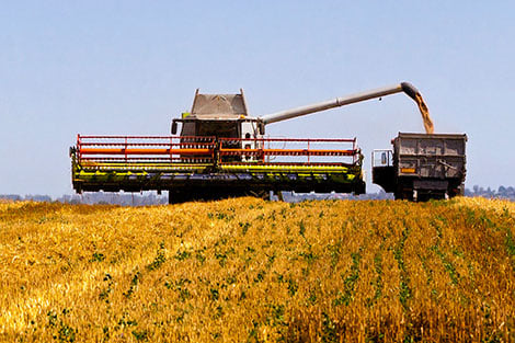 A combine harvesting wheat and loading the grain into a truck
